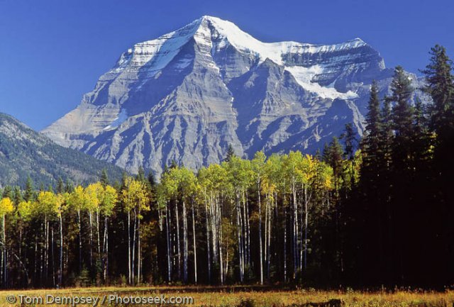 95CAN-06-26-Mt-Robson-aspen.jpg