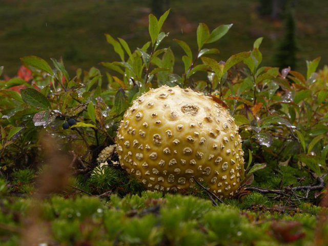 _A086807.jpg