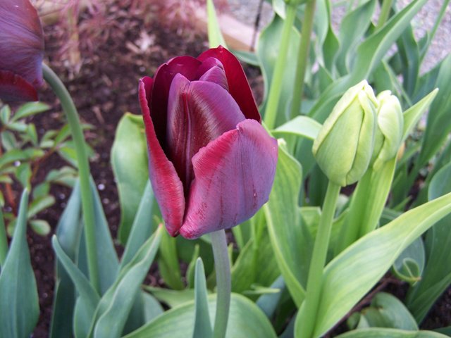 tulip 01.jpg