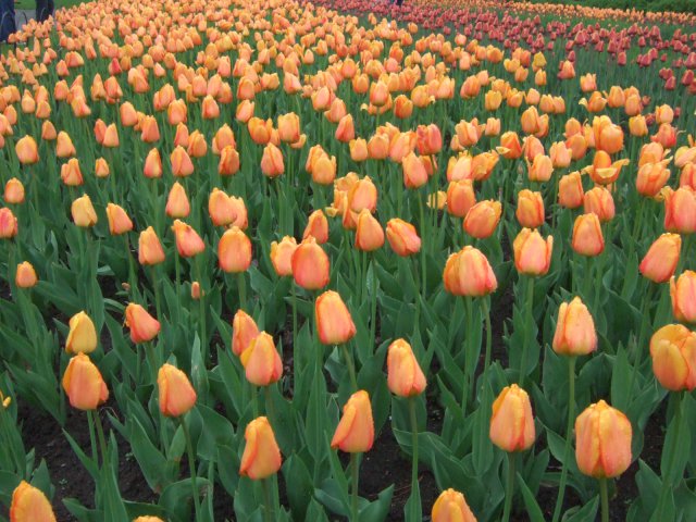 tulip6.JPG