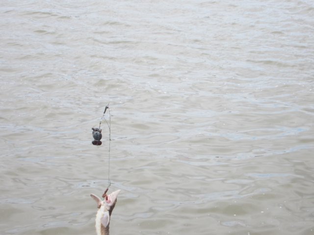 IMG_1875.jpg