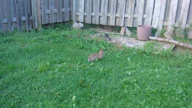 经常来串门的兔子.