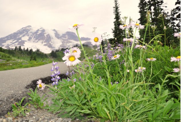 Mountain Rainer