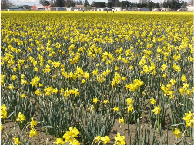 郁金香节