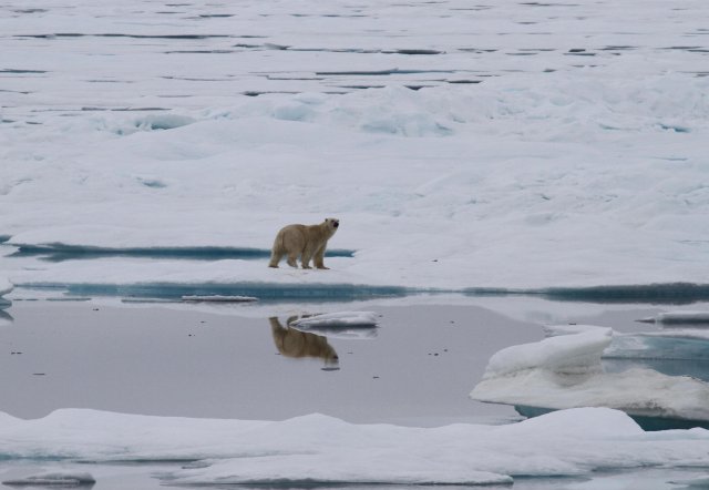 Polar bear.jpg