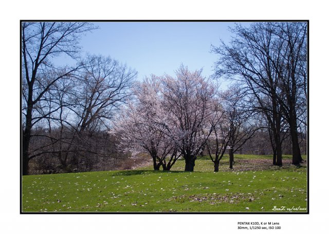 2012-4-6-cherrytrees-1.jpg