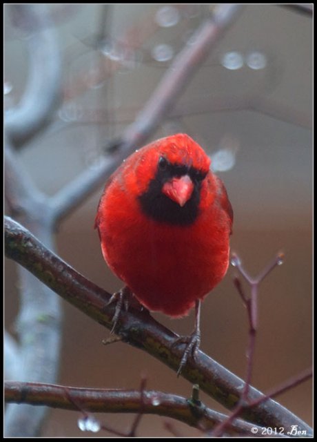 2012-1-17-bird-male-1.jpg