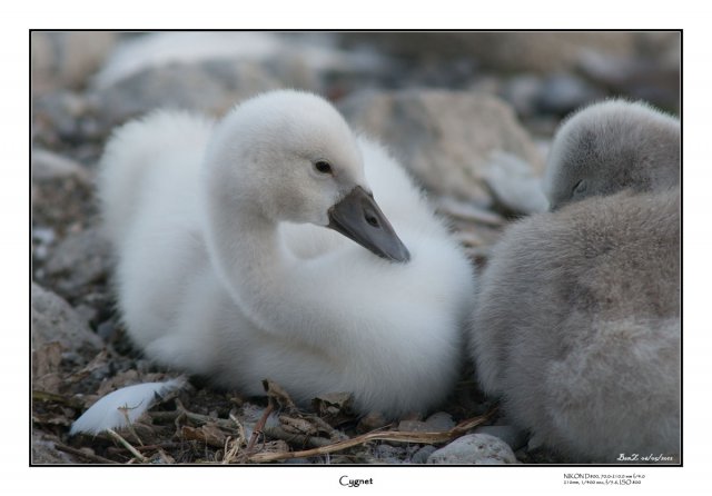 2012-6-5-cygnet.jpg