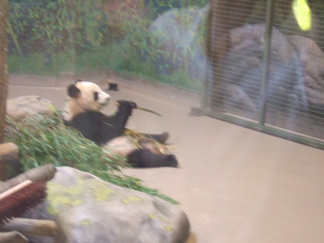 panda2.JPG