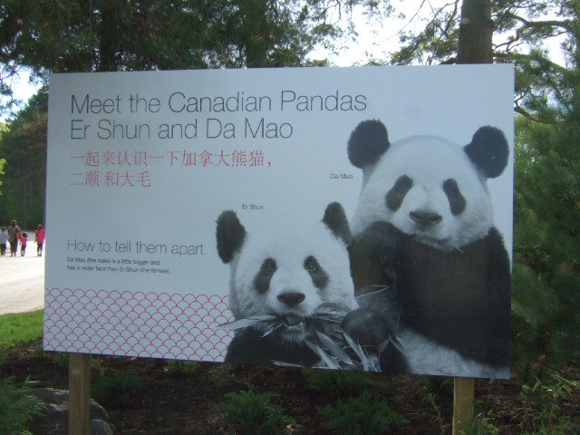 panda0.JPG