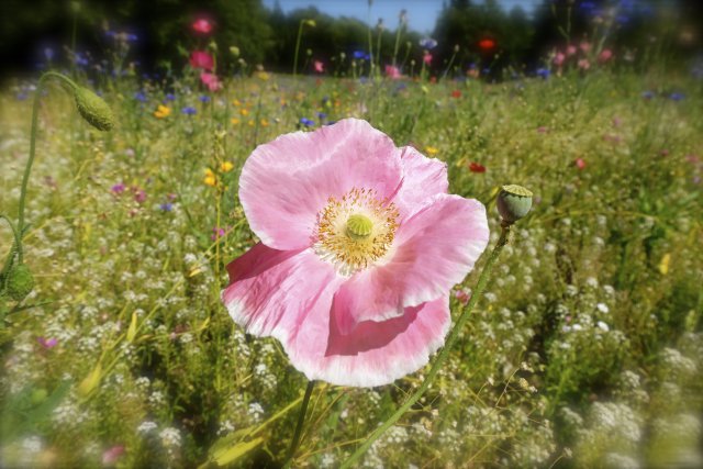 DSCF0913.JPG