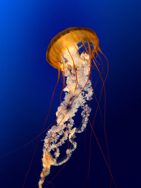 Jellyfish.jpg