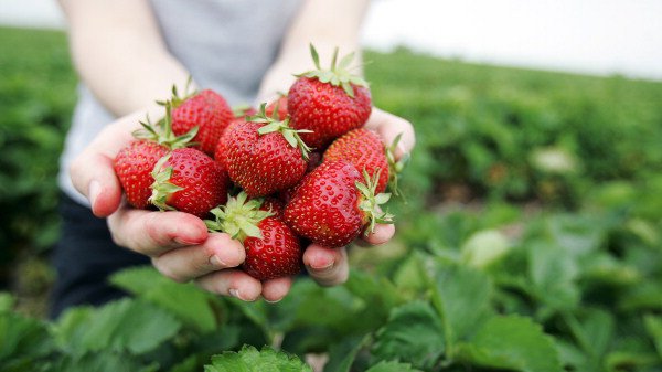 Man-sues-town-council-after-slipping-on-berries-.jpg